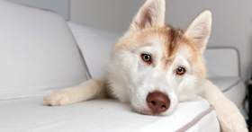 Where Can I Put a Husky Up for Adoption?