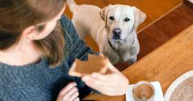 Why Your Dog Stares at You While You Eat (and How to Handle It)