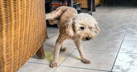 Why Would A Dog Start Peeing In The House?