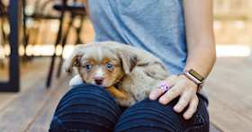 Should a Puppy Be a Certain Age Before You Adopt Them?