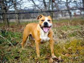 How Long Does the Humane Society Keep American Staffordshire Terriers?