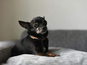 What Does It Mean to Surrender a Chihuahua?