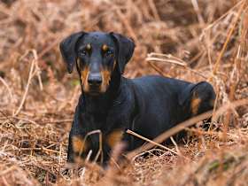 How Do I Find a Good Home for My Doberman Pinscher?