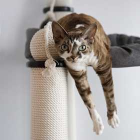 The Complete Guide on What to Buy Before Adopting a Cat