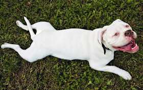 How Long Does It Take an American Bulldog to Get Used to a New Home?