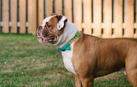 Do You Have to Pay to Rehome an American Bulldog?