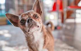 Where Can I Put a Chihuahua Up for Adoption?
