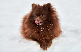 What is the Best Way to Rehome a Pomeranian?