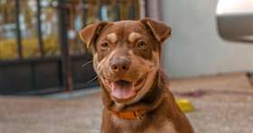 Does Pet Supermarket Take Dogs?