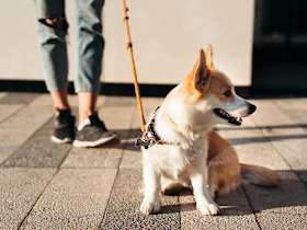 How Do I Find a Good Home for My Corgi?