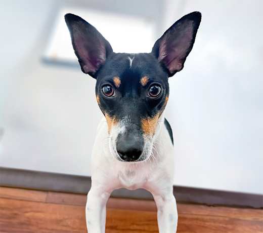 Breed photo