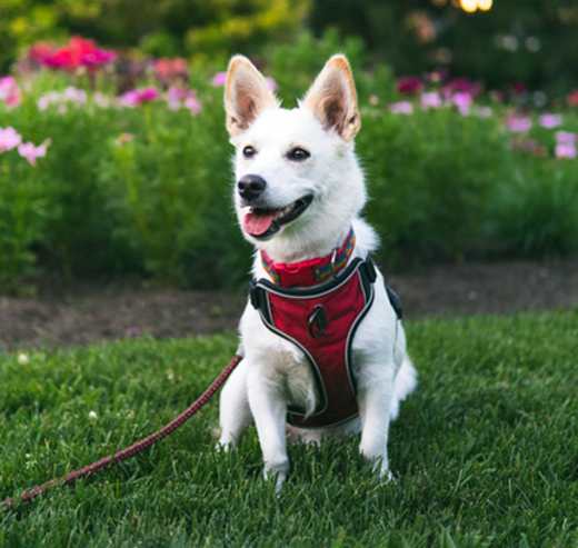 Breed photo