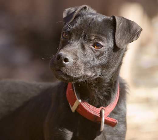 Breed photo