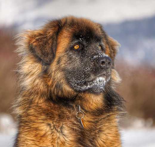 Breed photo