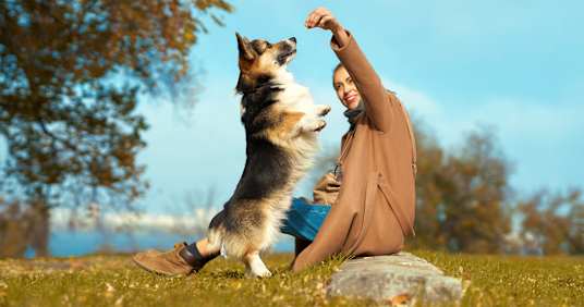 The Top 20 Smartest Dog Breeds Around