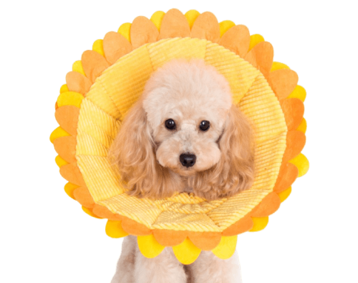 dog wearing sunflower cone