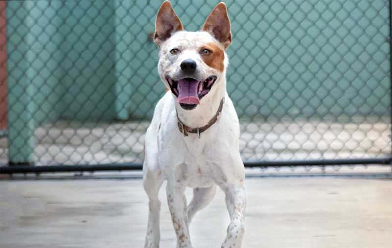Australian Cattle Dog Mixes picture
