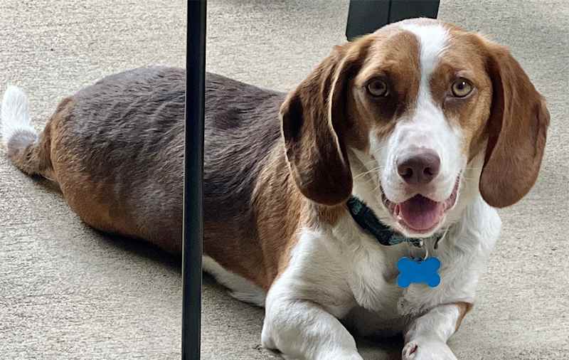 Basset Hound Mixes picture