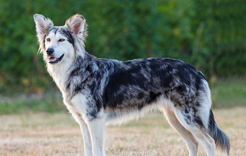 Border Collie Mixes picture