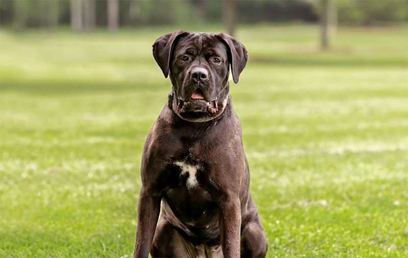 Cane Corso Mixes picture