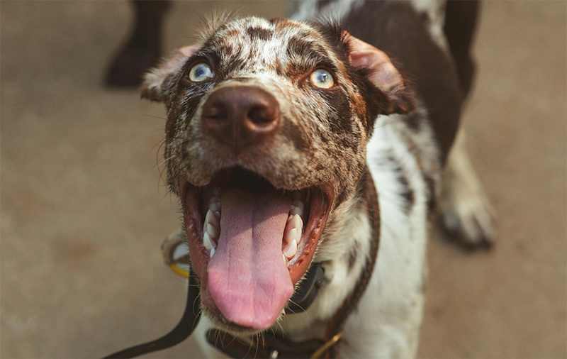 Catahoula Leopard Dog Mixes picture
