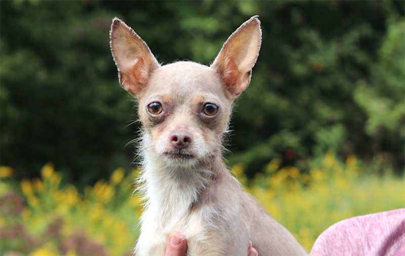 Chinese Crested Mixes picture