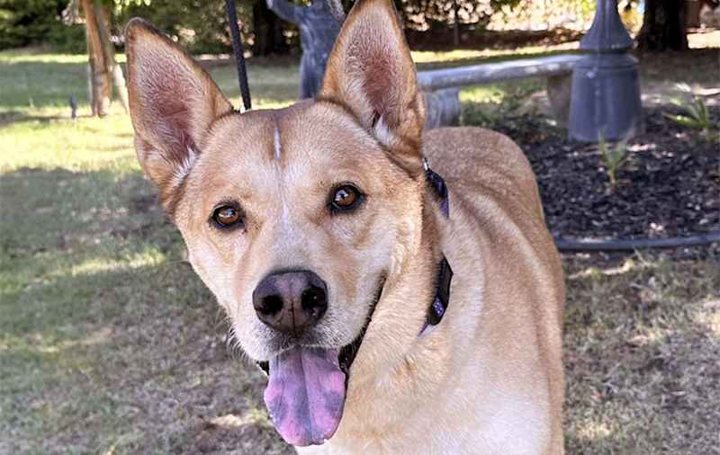 Chow Chow Mixes picture