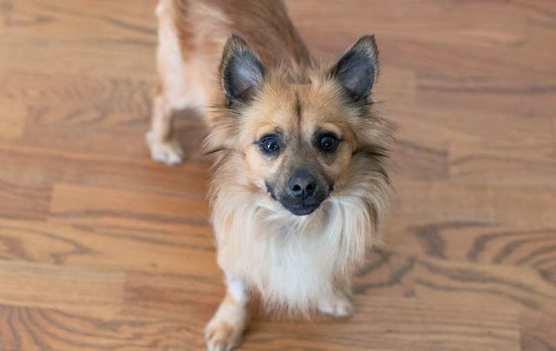 Cocker Spaniel Mixes picture