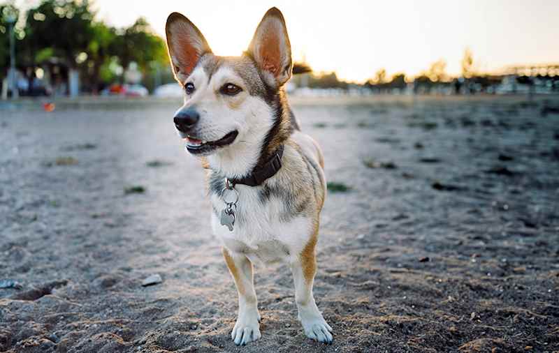 Corgi Mixes picture