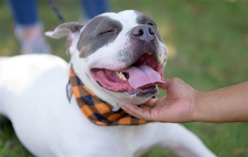 English Bulldog Mixes picture