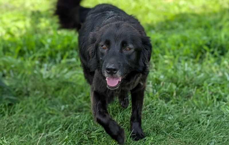 Flat-Coated Retriever Mixes picture