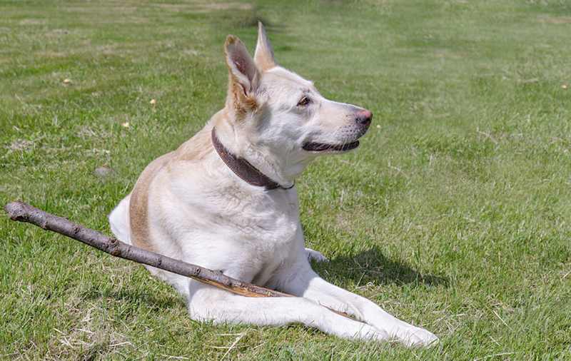 German Shepherd Dog Mixes picture