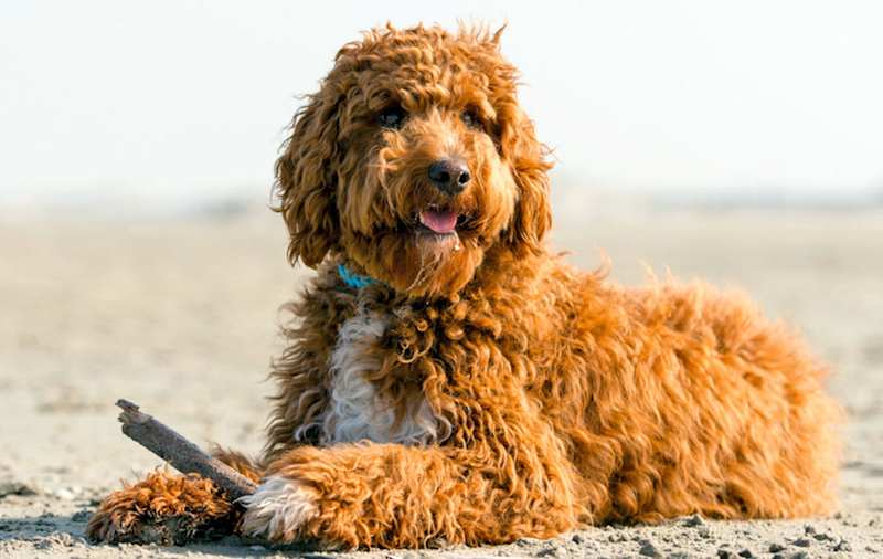 Irish Setter Mixes picture