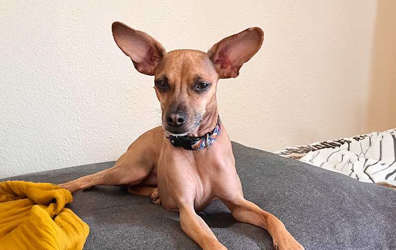 Italian Greyhound Mixes picture