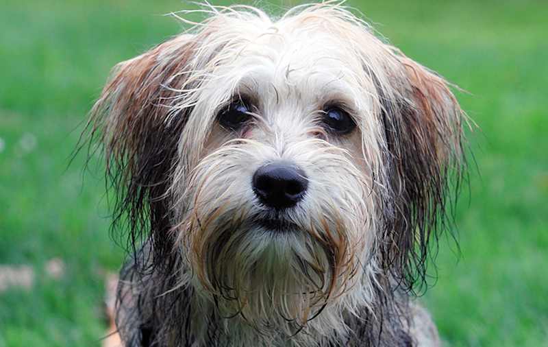 Maltese Mixes picture