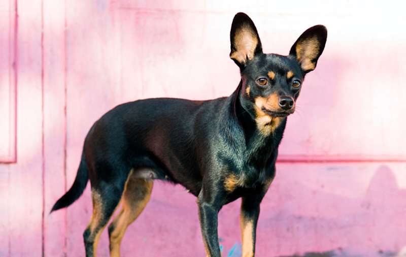 Miniature Pinscher Mixes picture