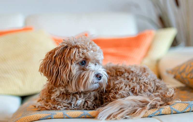 Miniature Poodle Mixes picture