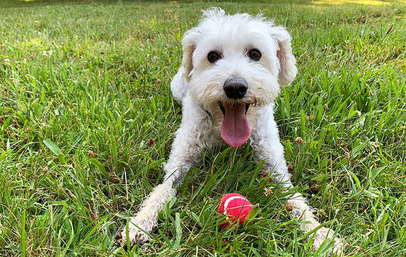 Miniature Schnauzer Mixes picture