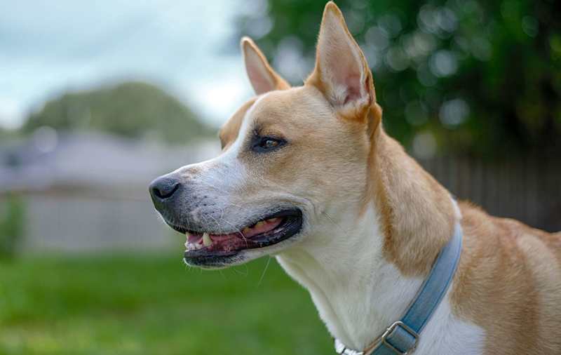 American Pit Bull Terrier Mixes picture