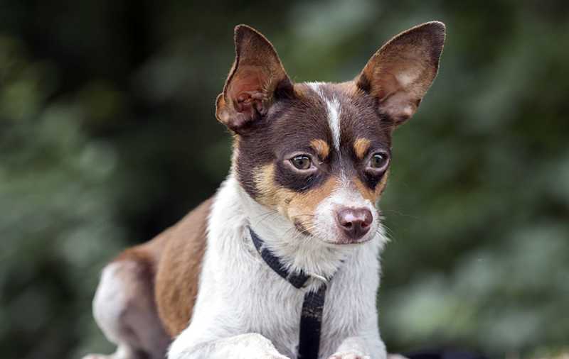 Rat Terrier Mixes picture