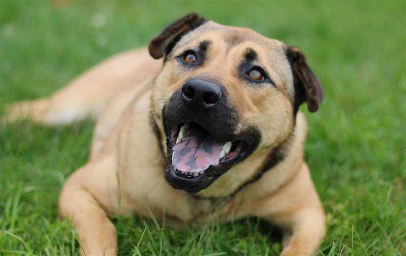 Shar Pei Mixes picture