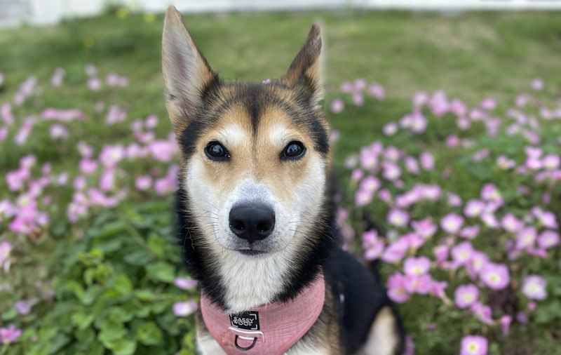 Shiba Inu Mixes picture