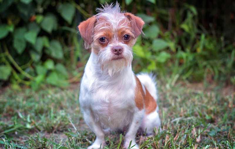 Shih Tzu Mixes picture