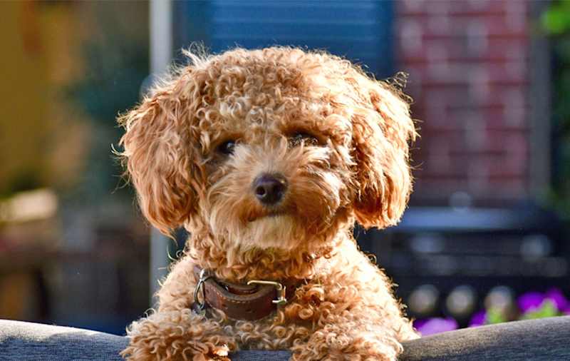 Toy Poodle Mixes picture