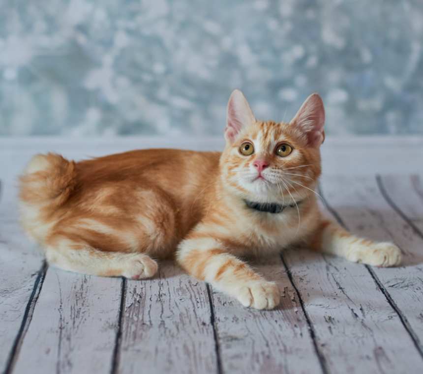 Are American Bobtail cats good with other cats?