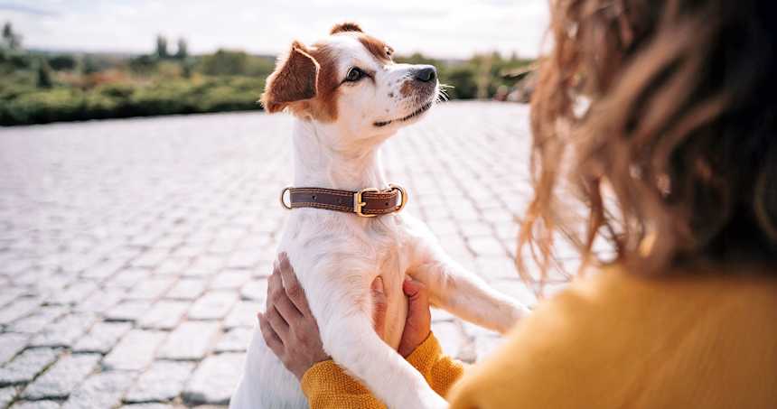 The Real Costs of Dog Parenthood—And Tips to Keep Ahead