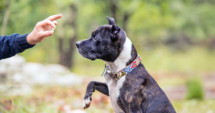Can You Actually Teach an Old Dog New Tricks?
