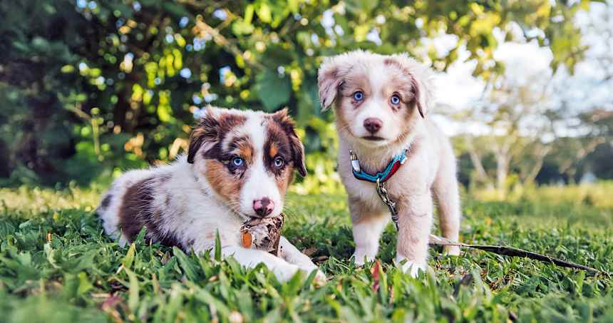 Everything You Need to Know About Merle Dogs: Breeds, Genetics, and Health Concerns