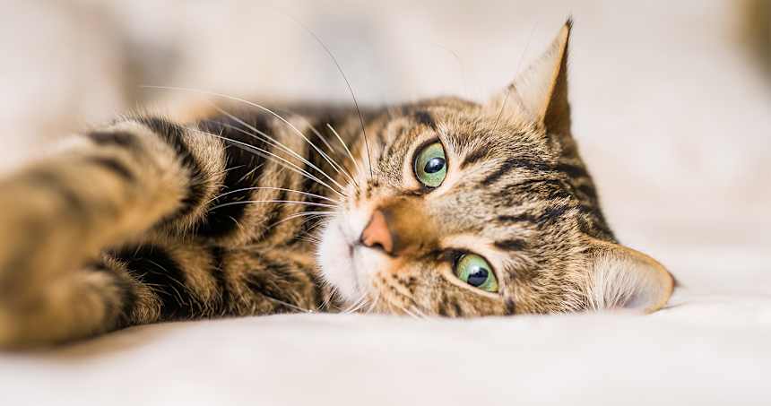 So, You’re Thinking About Getting a Tabby? Here’s the Lowdown