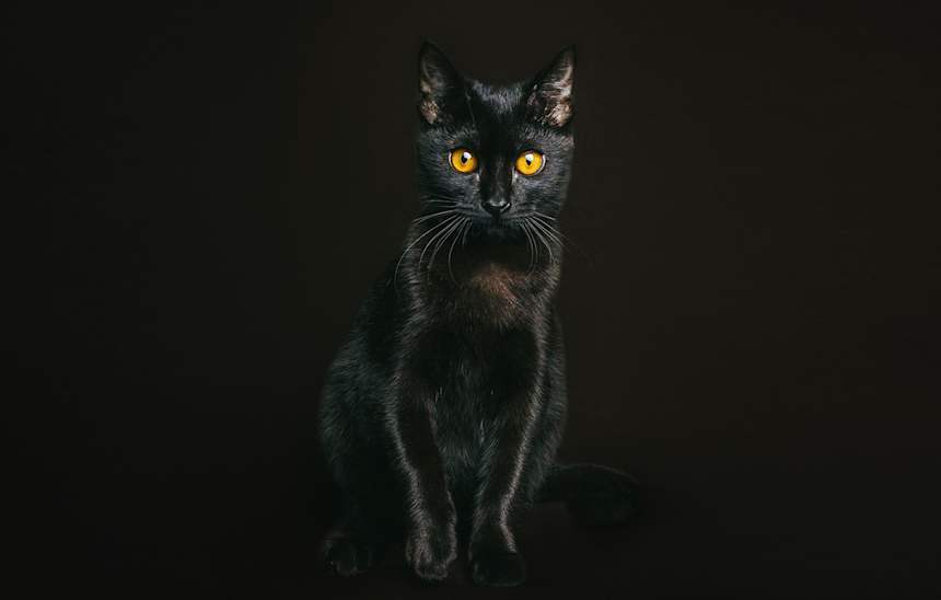 Everything You Need to Know About Void Cats